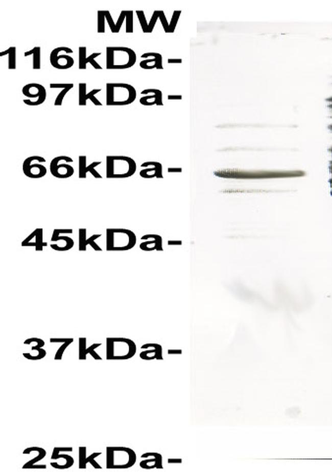 SAND2 (Mon1b) Antibody in Western Blot (WB)