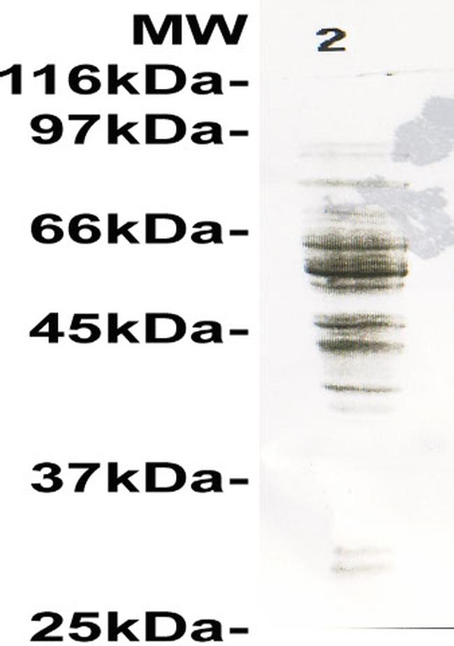 CCZ1 Antibody in Western Blot (WB)