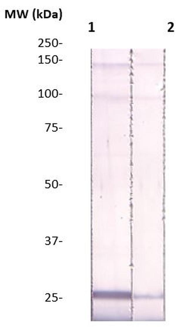 TIMP-4 Antibody in Western Blot (WB)