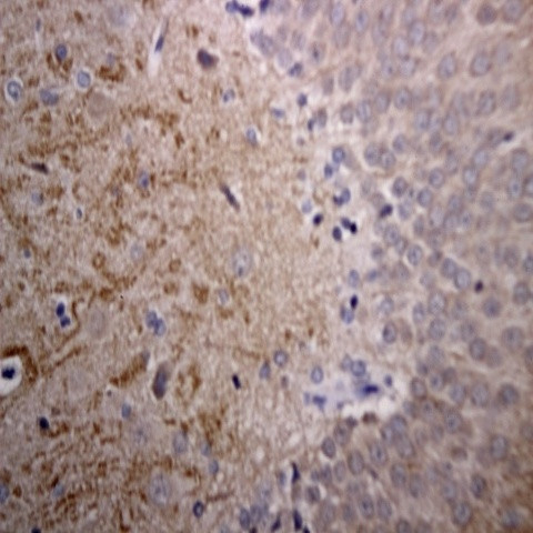 Phospho-Synuclein Alpha (Ser129) Antibody in Immunohistochemistry (Paraffin) (IHC (P))
