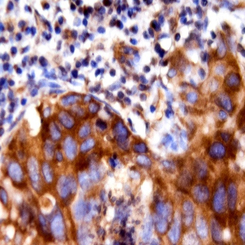 RESP18 Antibody in Immunohistochemistry (Paraffin) (IHC (P))