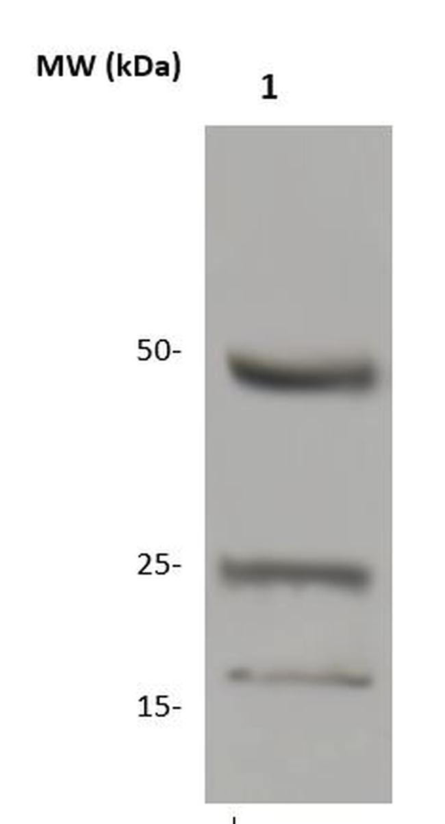Histone H3 Antibody in Western Blot (WB)