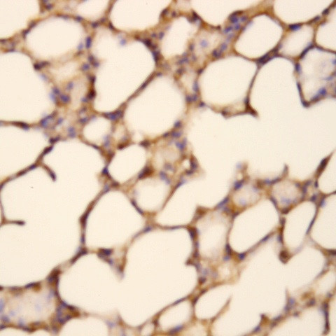 NAPRT Antibody in Immunohistochemistry (Paraffin) (IHC (P))