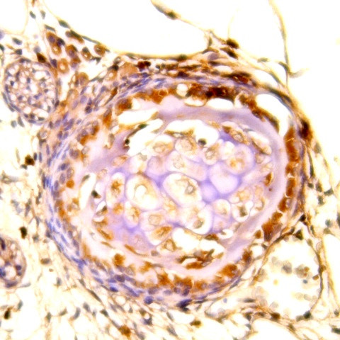 MAF Antibody in Immunohistochemistry (Paraffin) (IHC (P))