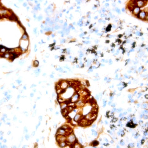 Phospho-Neuropilin-2 (Tyr39) Antibody in Immunohistochemistry (Paraffin) (IHC (P))