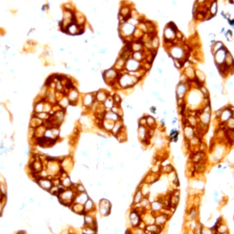 Neuropilin-2 Antibody in Immunohistochemistry (Paraffin) (IHC (P))