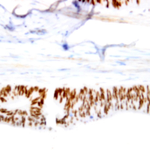 SNAI-3 Antibody in Immunohistochemistry (Paraffin) (IHC (P))