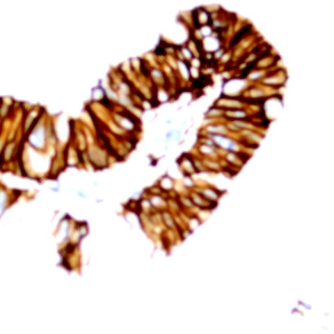 MARCH8 Antibody in Immunohistochemistry (Paraffin) (IHC (P))