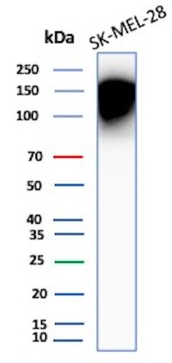 CEACAM1 (CEA Cell Adhesion Molecule 1) Antibody in Western Blot (WB)