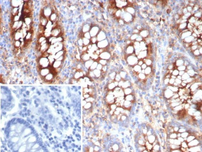 CEACAM1 (CEA Cell Adhesion Molecule 1) Antibody in Immunohistochemistry (Paraffin) (IHC (P))