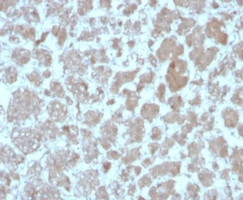 Monocyte Chemotactic Protein 2 (MCP2)/CCL8 Antibody in Immunohistochemistry (Paraffin) (IHC (P))