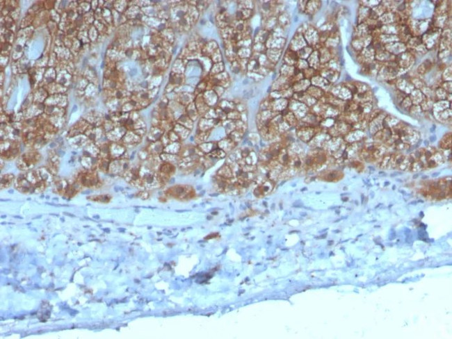 CCL23/Myeloid Progenitor Inhibitory Factor 1 Antibody in Immunohistochemistry (Paraffin) (IHC (P))