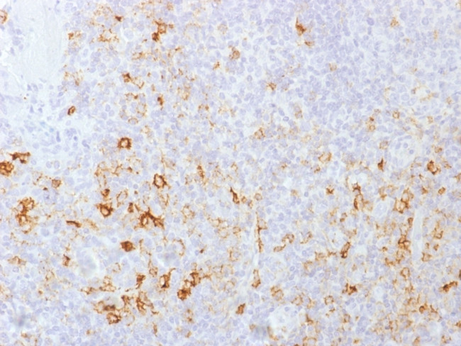 CD162 (Selectin P Ligand) Antibody in Immunohistochemistry (Paraffin) (IHC (P))