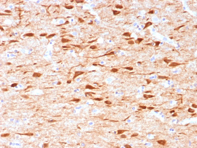 NECAB1/EF-hand calcium binding protein 1 Antibody in Immunohistochemistry (Paraffin) (IHC (P))
