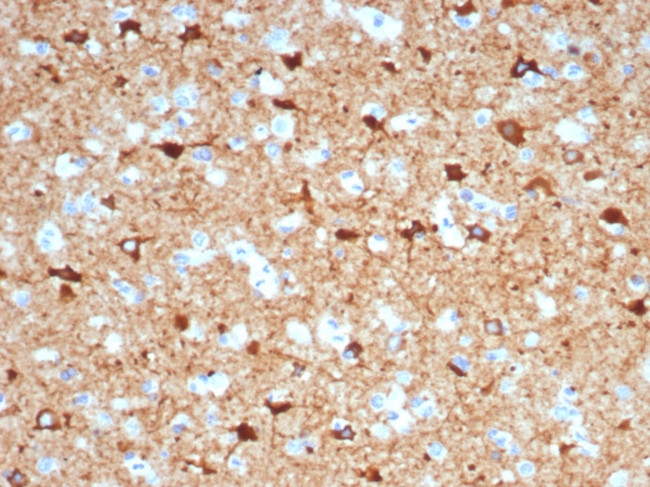 NECAB1/EF-hand calcium binding protein 1 Antibody in Immunohistochemistry (Paraffin) (IHC (P))