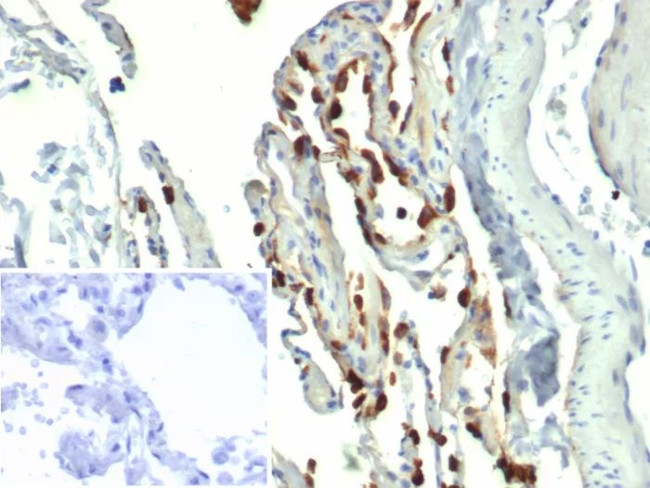 Pulmonary Surfactant-Associated Protein D (SFTPD) Antibody in Immunohistochemistry (Paraffin) (IHC (P))