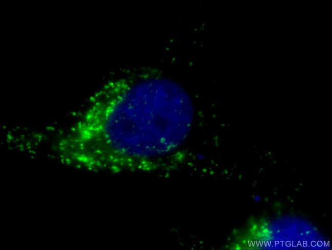 CD107b Antibody in Immunocytochemistry (ICC/IF)