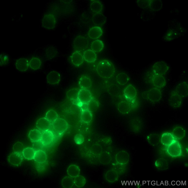 CD3 Epsilon Antibody in Immunocytochemistry (ICC/IF)