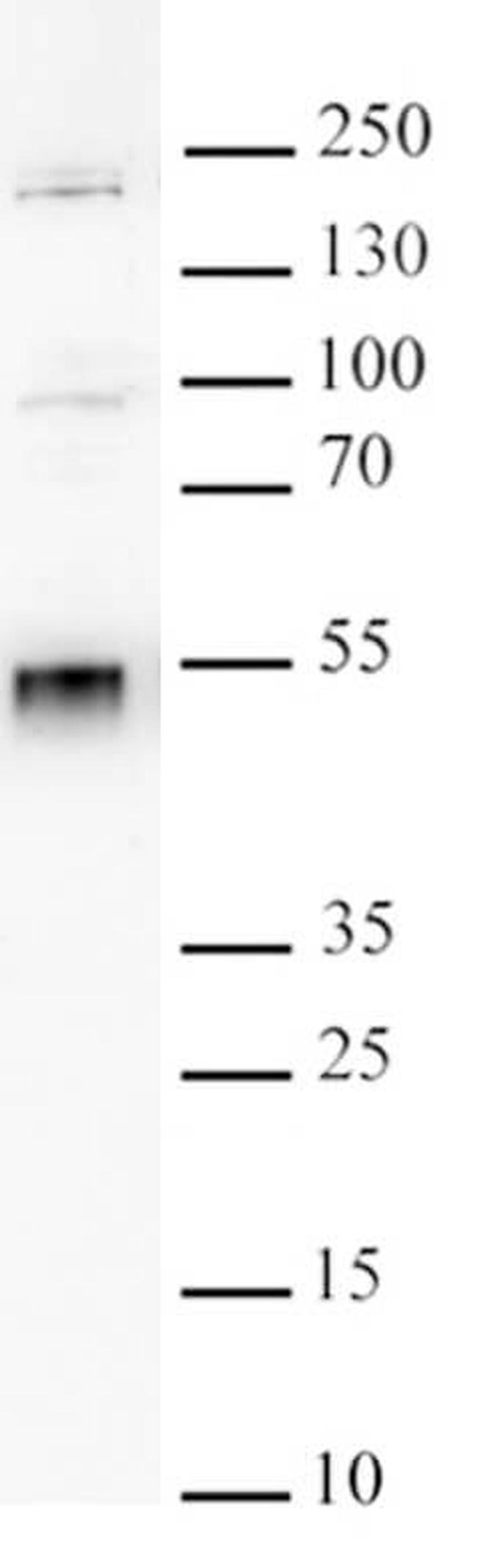 METTL1/WDR4 Antibody in Western Blot (WB)