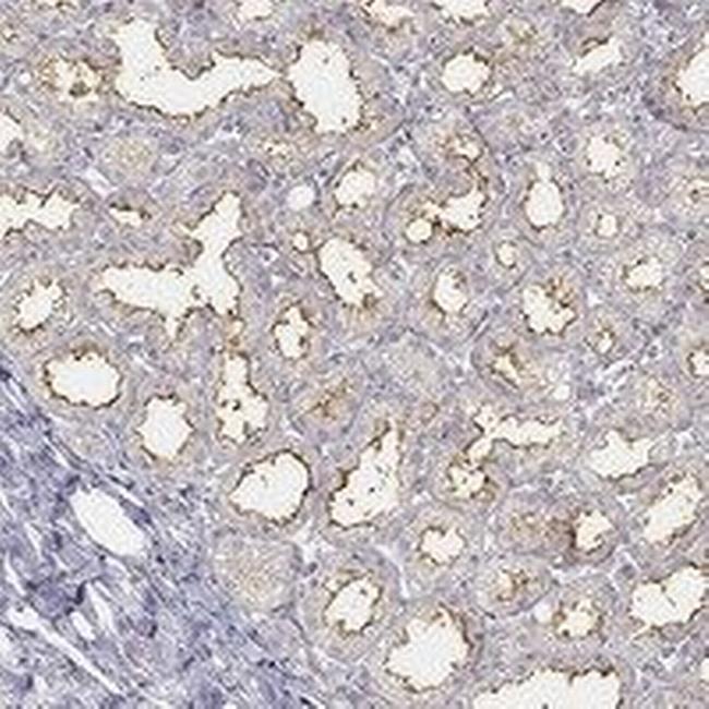 Butyrophilin Antibody in Immunohistochemistry (IHC)