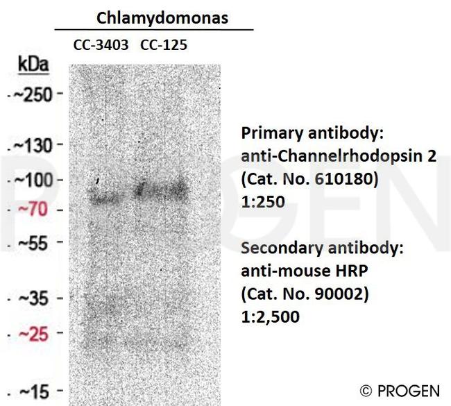Channelrhodopsin 2/ChR2 Antibody in Western Blot (WB)