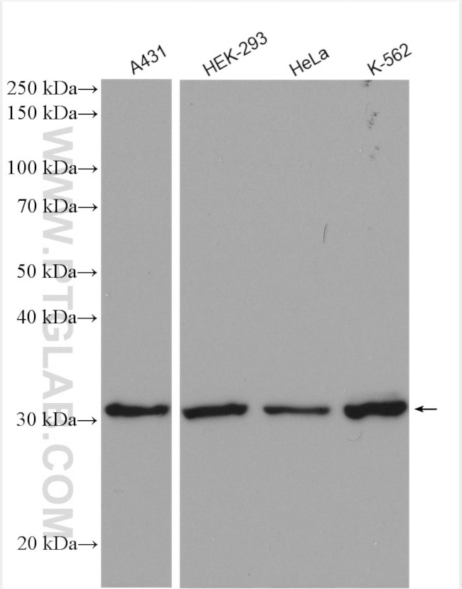 CDK1 Antibody in Western Blot (WB)