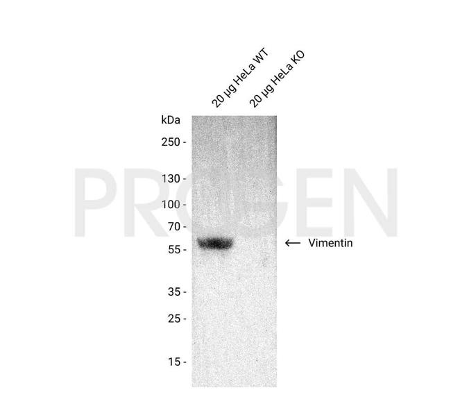 Vimentin Antibody in Western Blot (WB)