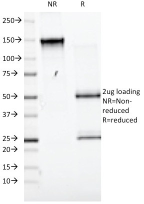 CD98 (SLC3A2) Antibody in SDS-PAGE (SDS-PAGE)