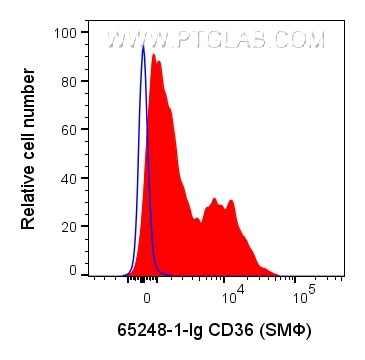 CD36 Antibody in Flow Cytometry (Flow)