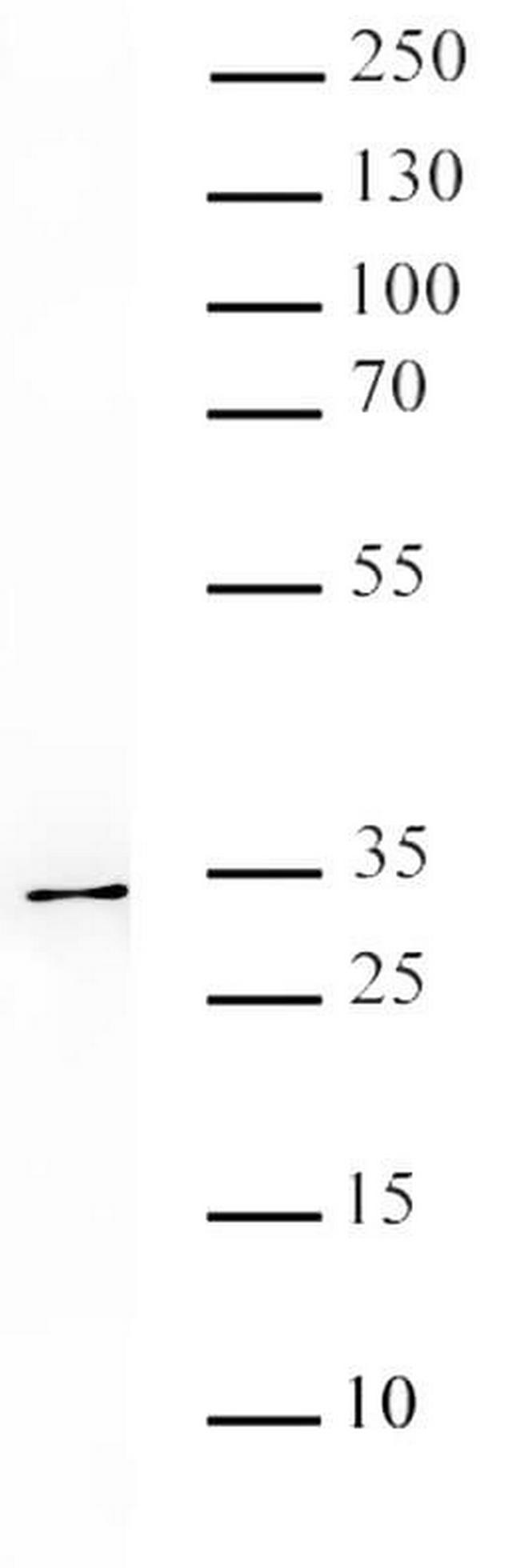 DPPA2 Antibody in Western Blot (WB)