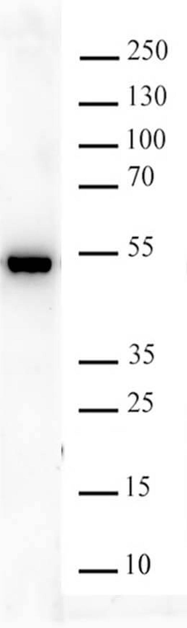 FEN1 Antibody in Western Blot (WB)