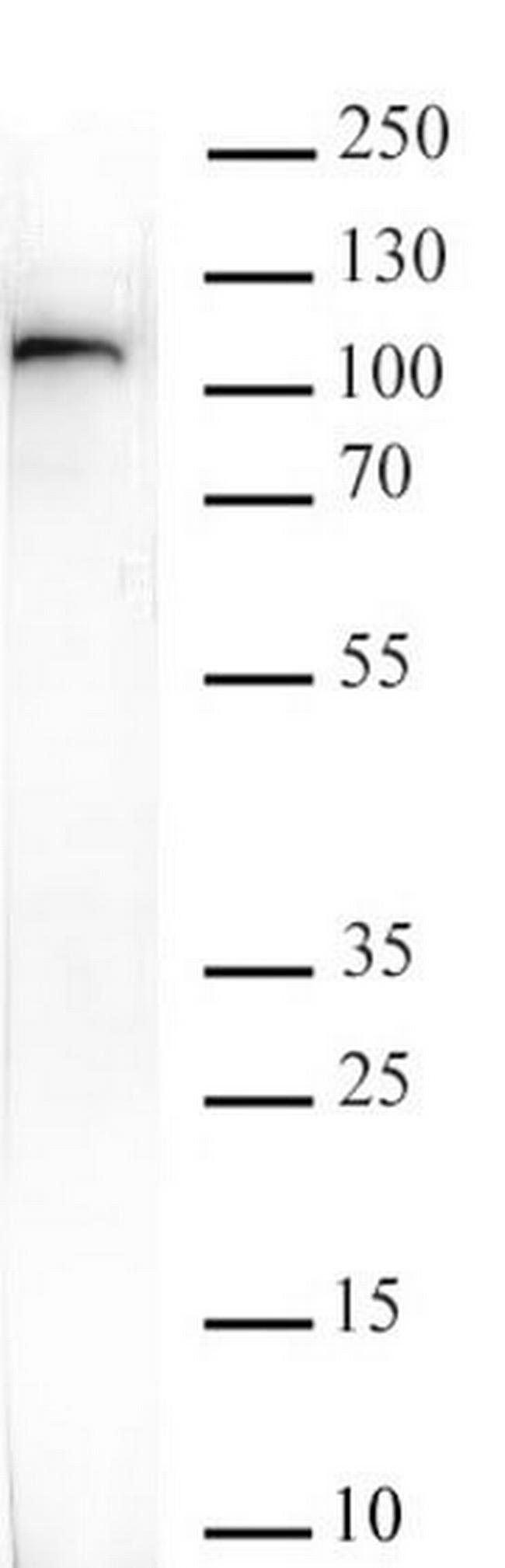 EZH2 Antibody in Western Blot (WB)