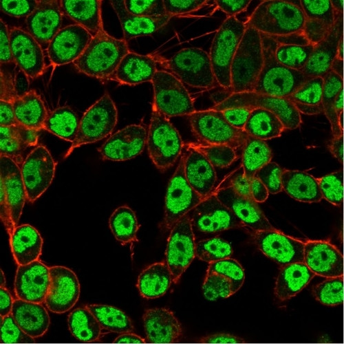 SMARCC1/BAF155 Antibody in Immunocytochemistry (ICC/IF)