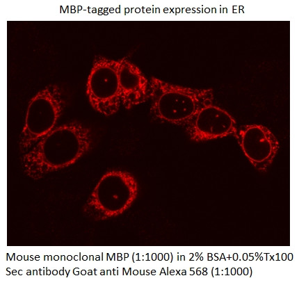 MBP tag Antibody in Immunocytochemistry (ICC/IF)