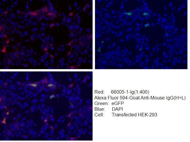 His-Tag Antibody in Immunocytochemistry (ICC/IF)