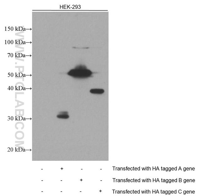 HA Tag Antibody in Western Blot (WB)