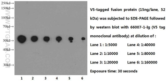 V5-tag Antibody in Western Blot (WB)