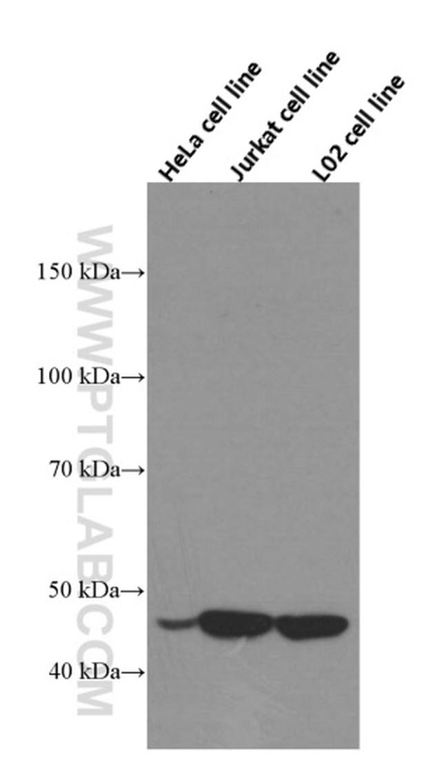 RNH1 Antibody in Western Blot (WB)