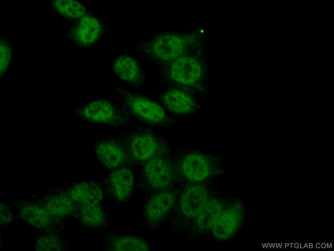 RBAP48 Antibody in Immunocytochemistry (ICC/IF)