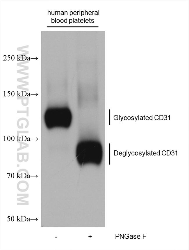 CD31 Monoclonal Antibody (3F8E2) | Invitrogen (66065-2-IG)