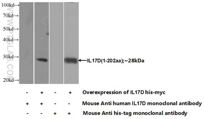 IL-17D Antibody in Western Blot (WB)