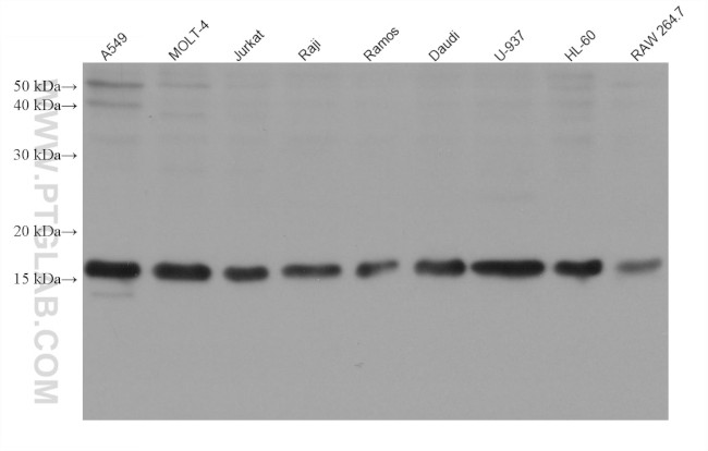IL-17 Antibody in Western Blot (WB)