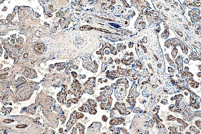 HBG1 Antibody in Immunohistochemistry (Paraffin) (IHC (P))