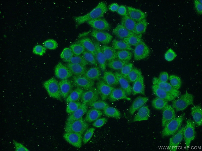 Annexin V Antibody in Immunocytochemistry (ICC/IF)