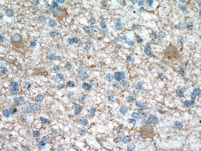 DAO Antibody in Immunohistochemistry (Paraffin) (IHC (P))