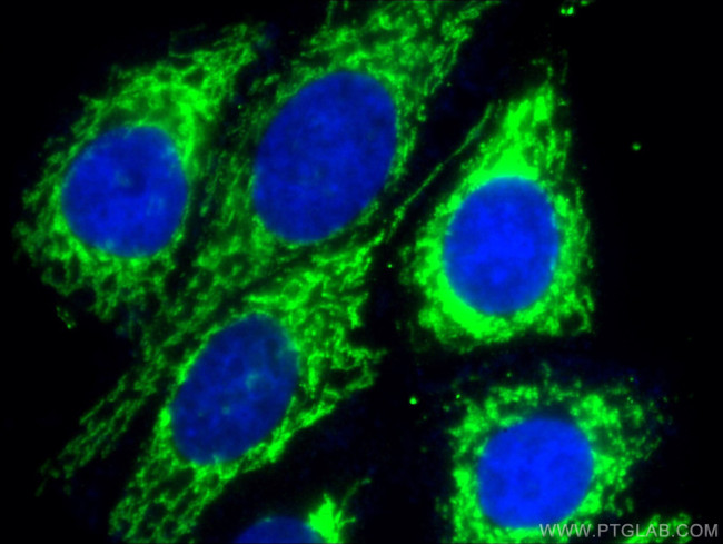 CHCHD2 Antibody in Immunocytochemistry (ICC/IF)