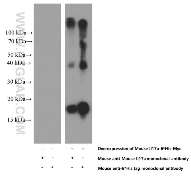 Il17a Antibody in Western Blot (WB)