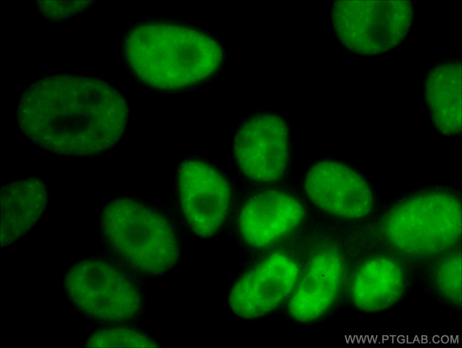 NUDT21 Antibody in Immunocytochemistry (ICC/IF)