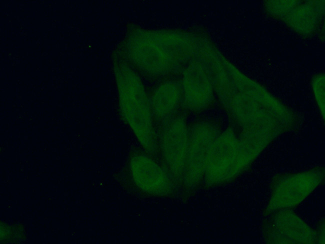 BRE Antibody in Immunocytochemistry (ICC/IF)