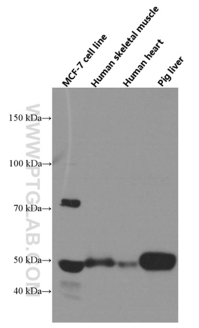 NFIL3 Antibody in Western Blot (WB)